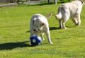 Sandy - der neue Fussballstar für die WM 