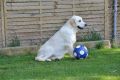 Sandy - der neue Fussballstar für die WM 