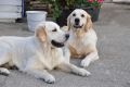 Sandy mit ihrer Mama Stella