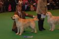 Bryan came second on CRUFTS
