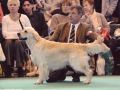 Bryan on Crufts 2009