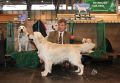 Bryan came second on CRUFTS