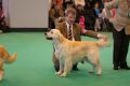 Bryan came second on CRUFTS