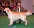 Bryan came second on CRUFTS