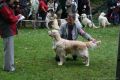 Stella auf der ÖRC Clubshow in Schloss Hallegg
