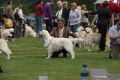 Thyler auf dem Champion Club Match in Ermelo