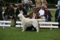 Thyler auf dem Champion Club Match in Ermelo