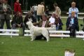 Thyler auf dem Champion Club Match in Ermelo