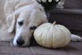 Herbstimpressionen 2011 