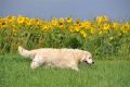 Herbstimpressionen 2011 