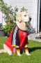 Smokey im WM-Fieber - Juni 2010
