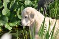 Smokey im Sommer 2010 - Was gibt es alles für Tiere im Gartenteich?