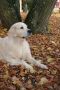 Smokey 4 Jahre alt
