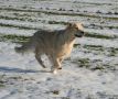 Smokey 4 Jahre alt