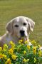 Smokey 4 Jahre alt