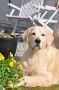 Smokey 4 Jahre alt