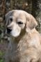 Smokey 4 Jahre alt