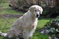 Smokey 4 Jahre alt