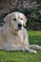 Smokey 4 Jahre alt