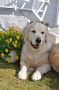 Smokey 4 Jahre alt