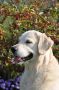 Smokey im Herbst 2009 - knapp 5 Jahre alt