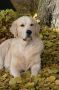 Smokey 3 Jahre alt