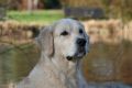 Smokey 3 Jahre alt