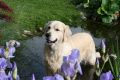 Smokey 3 Jahre alt