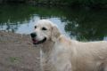 Smokey im Urlaub an der Mosel