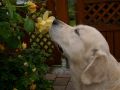 Smokey 3 Jahre alt