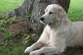 Smokey 3 einhalb Jahre alt