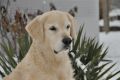 Smokey im verschneiten Garten - 5 Jahre alt