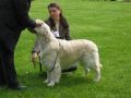 Spencer in Holland 17 Monate alt