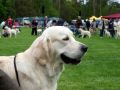Spencer in Holland 17 Monate alt