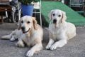 Stella und Queenie - Halbschwestern und Töchter von 