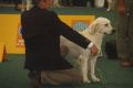 Thyler auf der World Dog Show 2009 in Bratislava