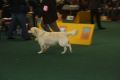 Thyler auf der World Dog Show 2009 in Bratislava