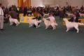 Thyler auf der World Dog Show 2009 in Bratislava