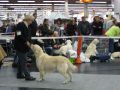 Thyler gewinnt das CAC und Res. CACIB auf der IHA Nürnberg 2011