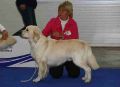 Thyler auf der Eurodogshow in Celje 2010