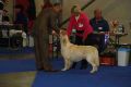 Thyler auf der Eurodogshow in Celje 2010