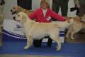 Thyler auf der Eurodogshow in Celje 2010