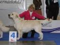 Thyler wird vierter auf der Eurodogshow in Celje