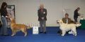 Thyler gewinnt das Res. CACIB auf der IHA Wels 2011