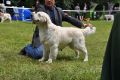Thyler in Aichach - 3 Jahre alt