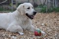 Thyler hat Lust zum Spielen