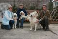 Unsere erfolgreichen Showdogs...