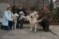 Unsere erfolgreichen Showdogs...