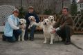 Unsere erfolgreichen Showdogs...